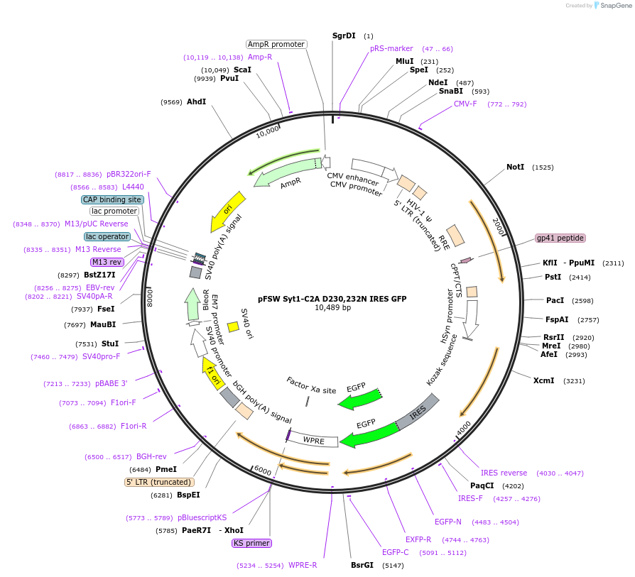 133824-plasmid-map-sequence-id-266472
