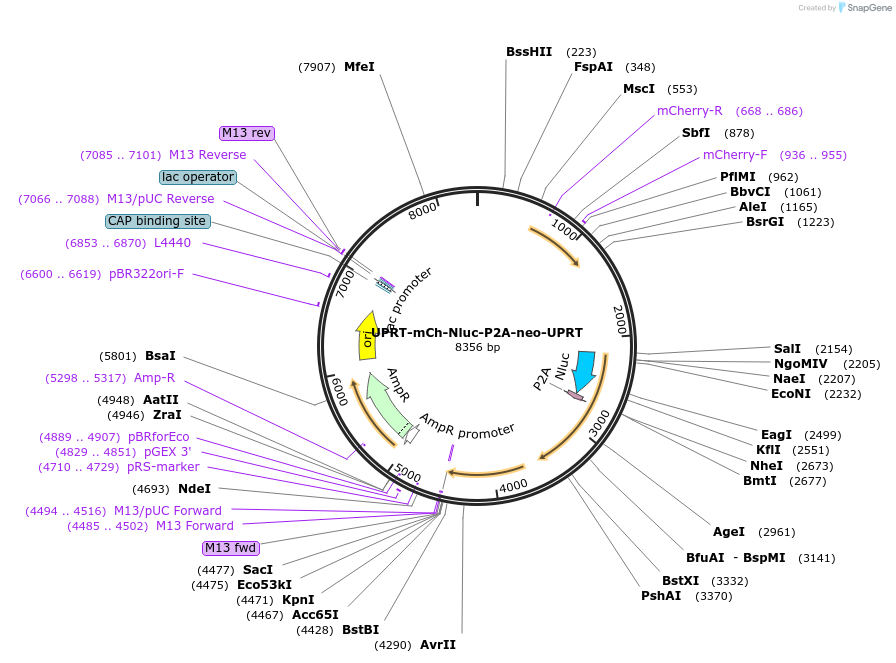 135015-plasmid-map-sequence-id-266476