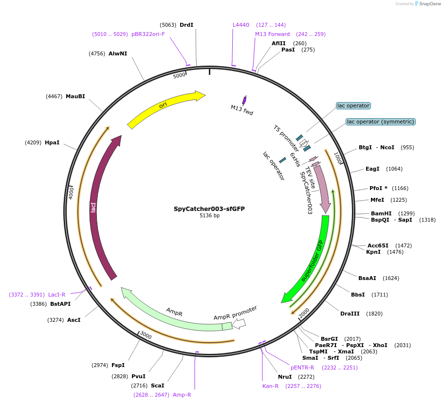 133449-plasmid-map-sequence-id-266482