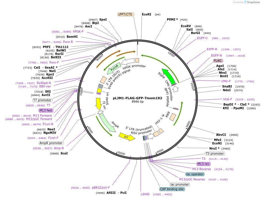 134630-plasmid-map-sequence-id-266493