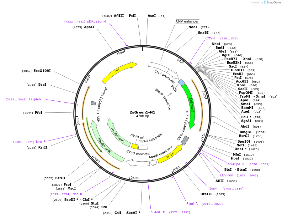 54702-plasmid-map-sequence-id-266653