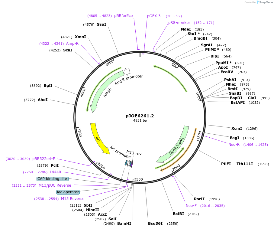 135079-plasmid-map-sequence-id-266662
