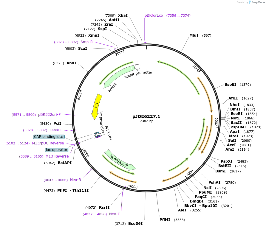 135078-plasmid-map-sequence-id-266676