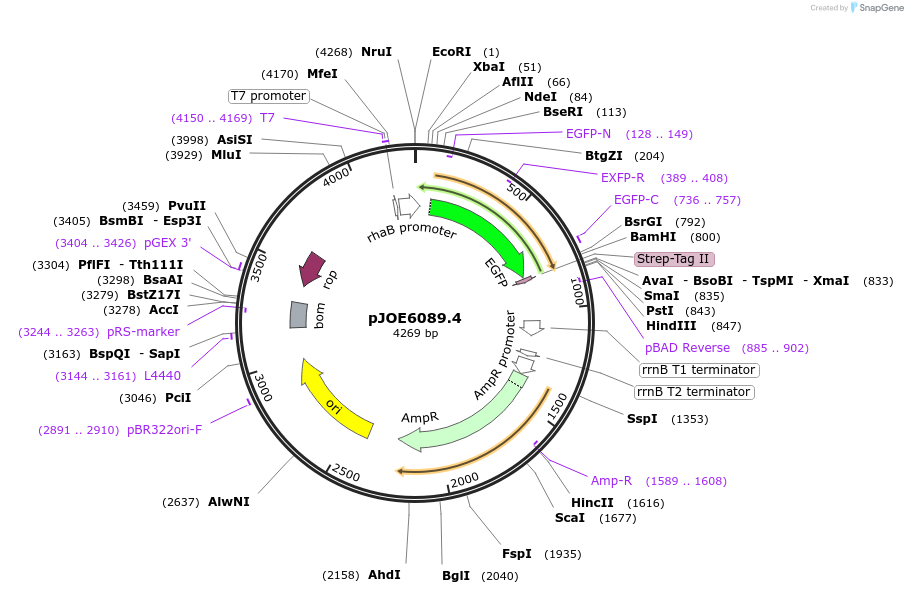 135081-plasmid-map-sequence-id-266684