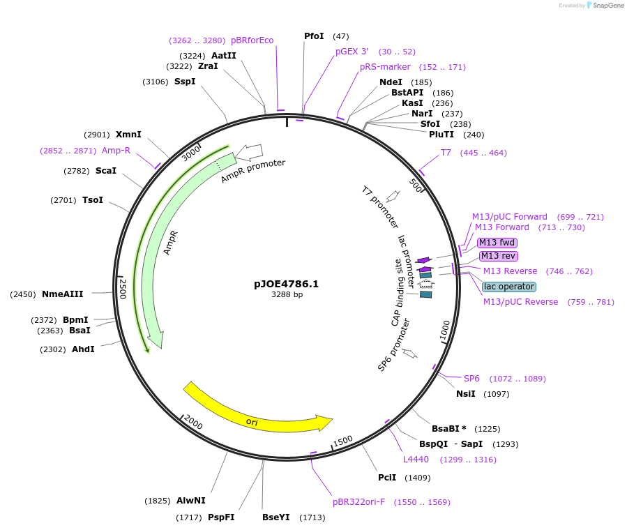 135087-plasmid-map-sequence-id-266687