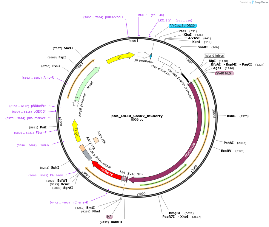 134844-plasmid-map-sequence-id-266704