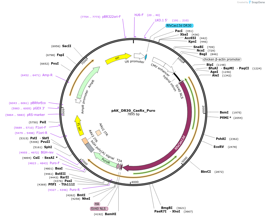 134845-plasmid-map-sequence-id-266706