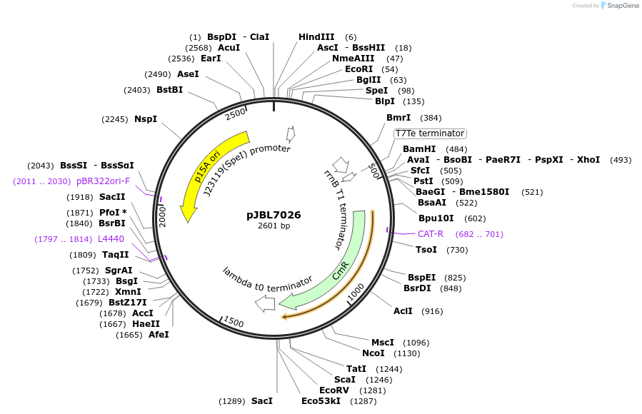 128811-plasmid-map-sequence-id-266733