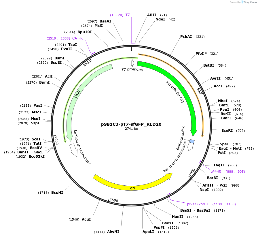 135173-plasmid-map-sequence-id-266748