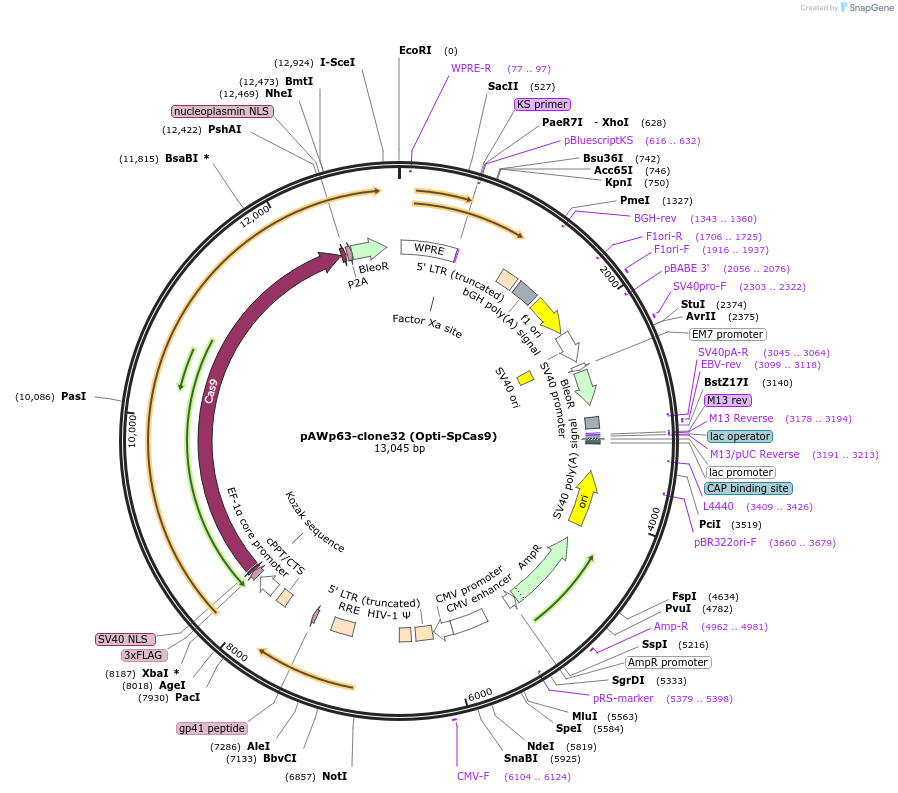 131736-plasmid-map-sequence-id-266749