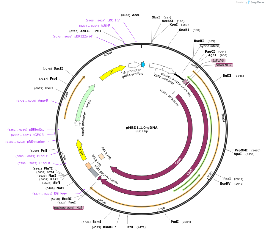 132444-plasmid-map-sequence-id-266804