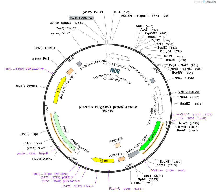 131008-plasmid-map-sequence-id-266807