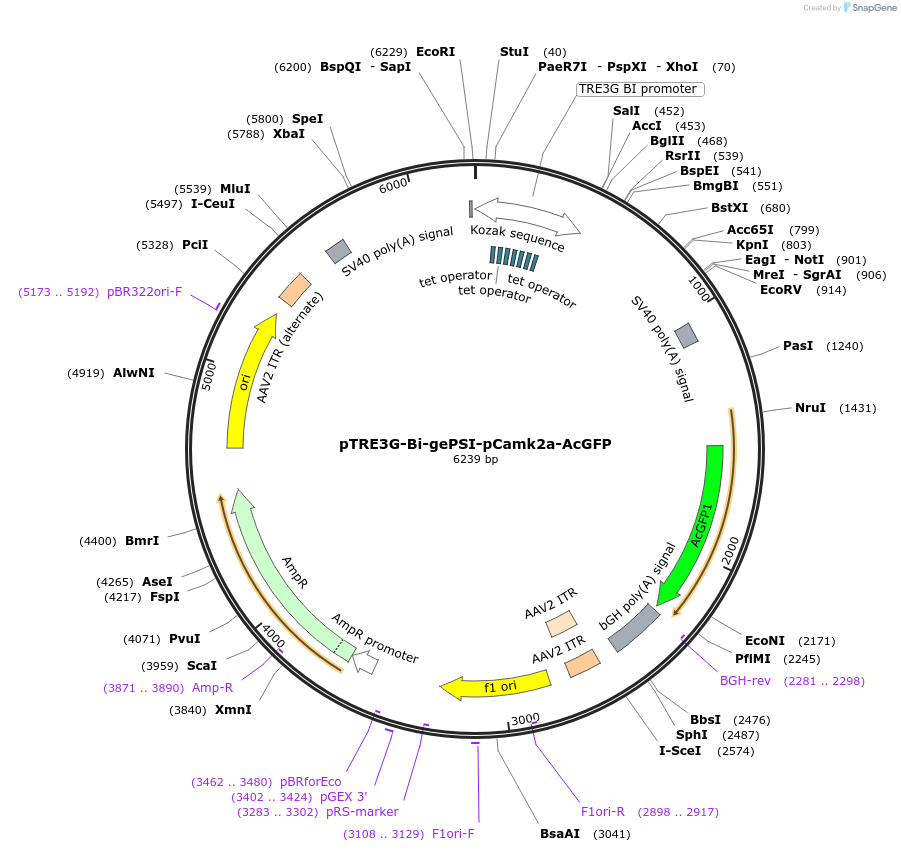 133732-plasmid-map-sequence-id-266808