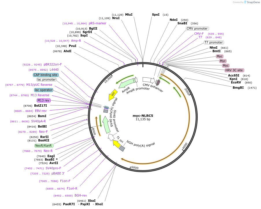 37509-plasmid-map-sequence-id-266813