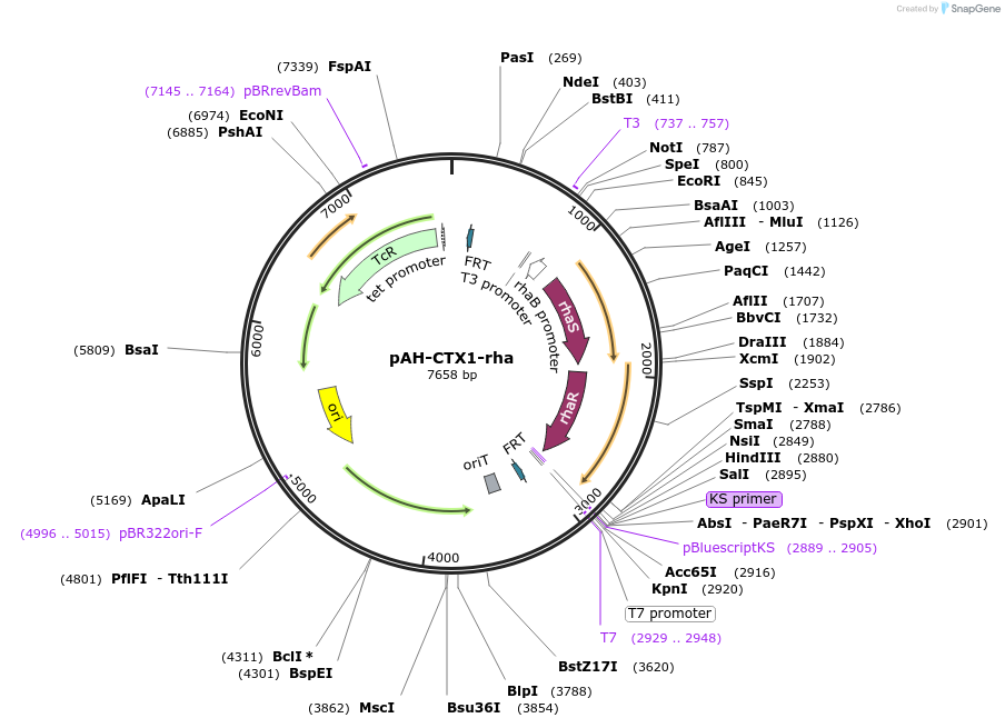 129390-plasmid-map-sequence-id-266815