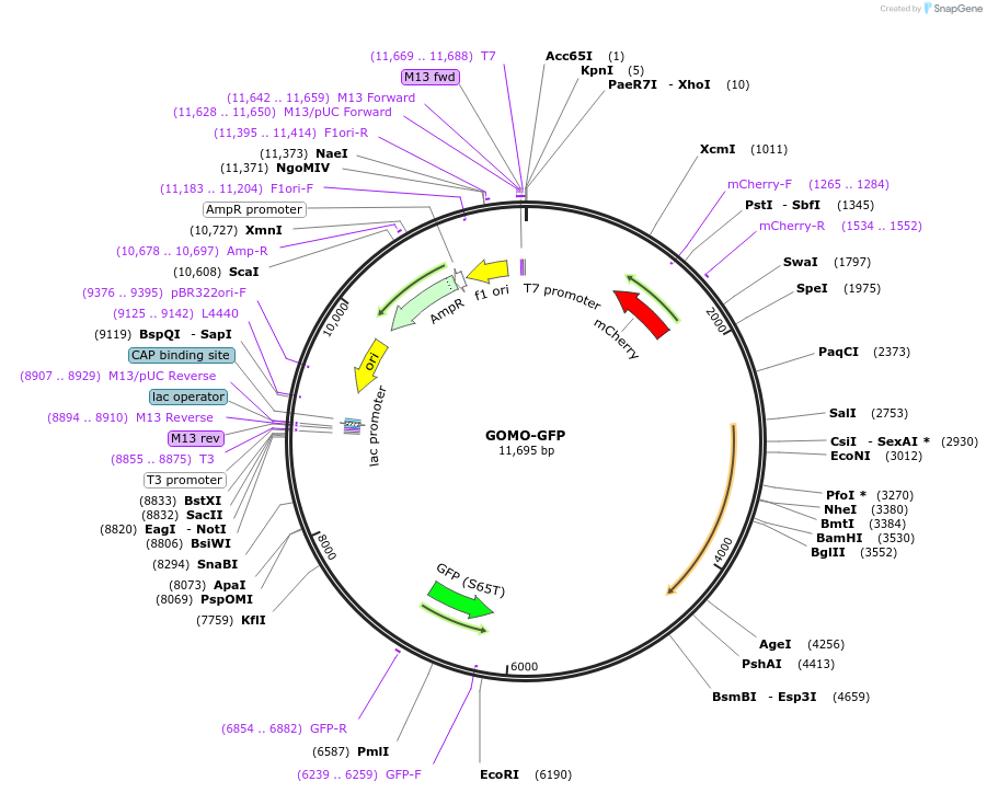 60975-plasmid-map-sequence-id-266817