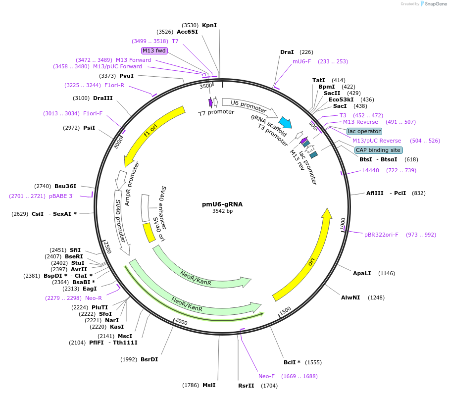 53187-plasmid-map-sequence-id-266820