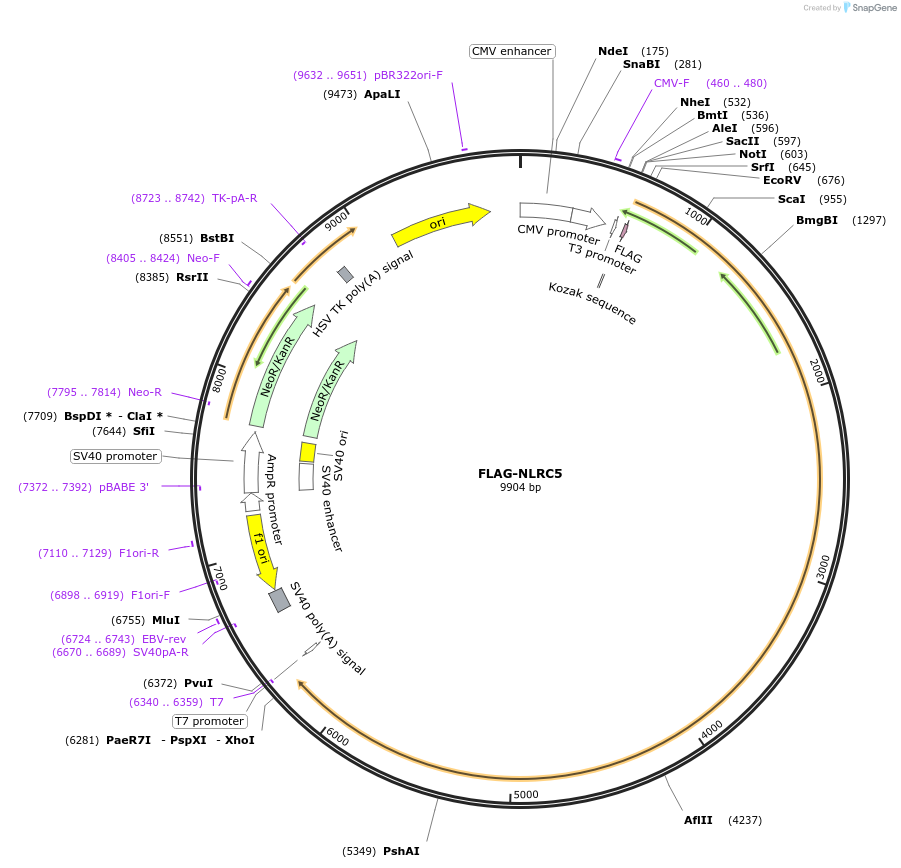 37521-plasmid-map-sequence-id-266822