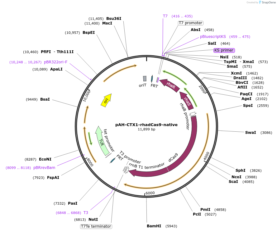 129392-plasmid-map-sequence-id-266824