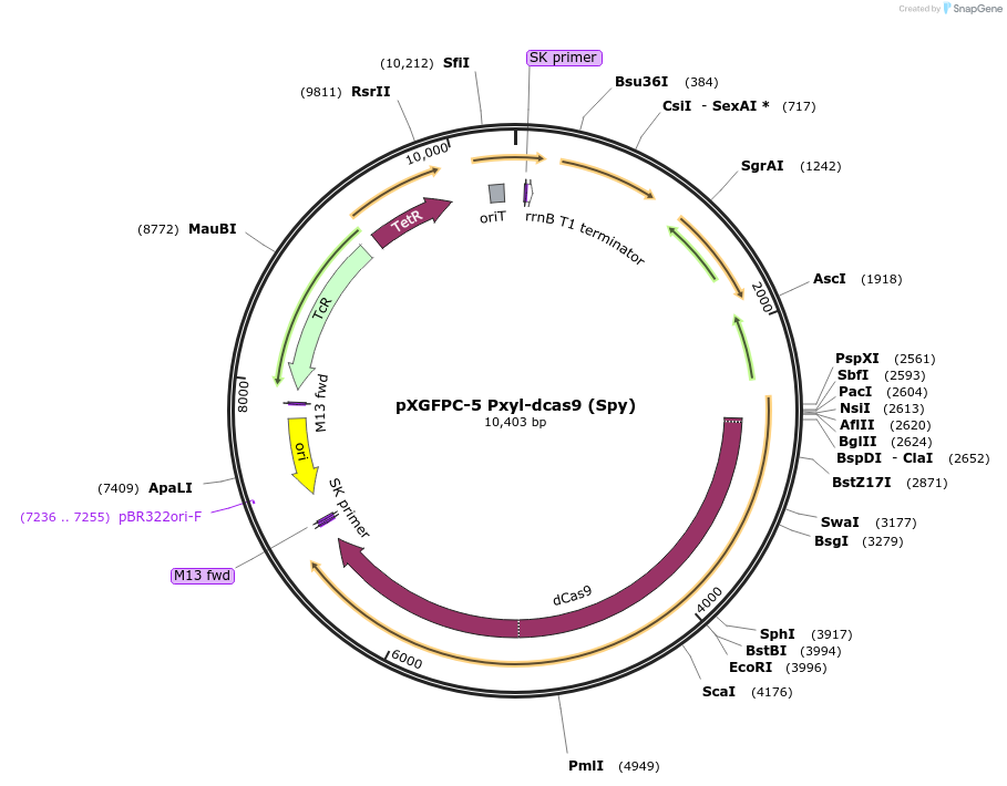 133316-plasmid-map-sequence-id-266825
