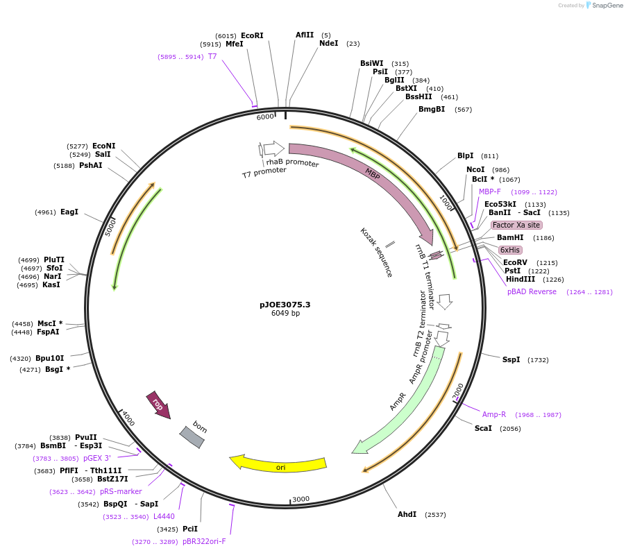 135084-plasmid-map-sequence-id-266827
