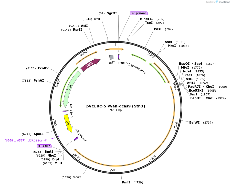 133319-plasmid-map-sequence-id-266830