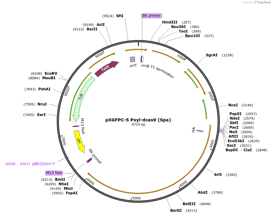 133318-plasmid-map-sequence-id-266833