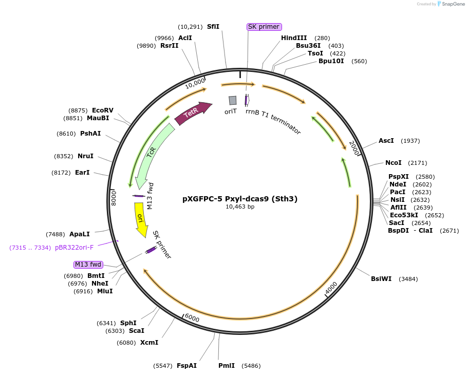 133317-plasmid-map-sequence-id-266835