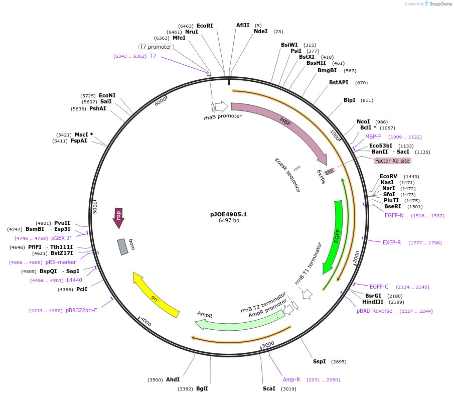 135085-plasmid-map-sequence-id-266852