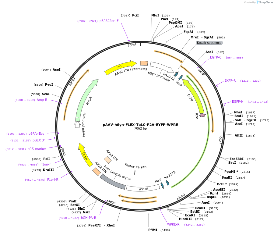 135391-plasmid-map-sequence-id-266854