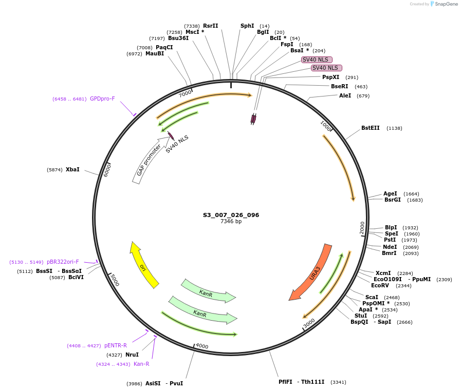 134410-plasmid-map-sequence-id-266872