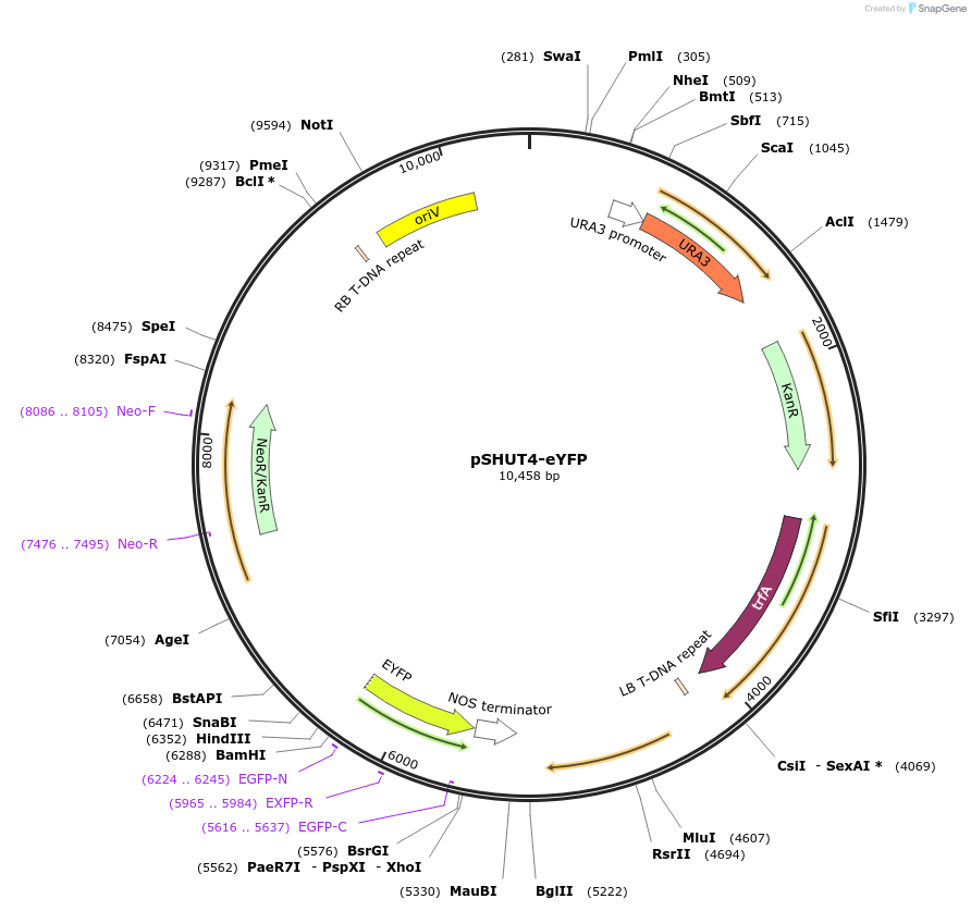 133094-plasmid-map-sequence-id-266874