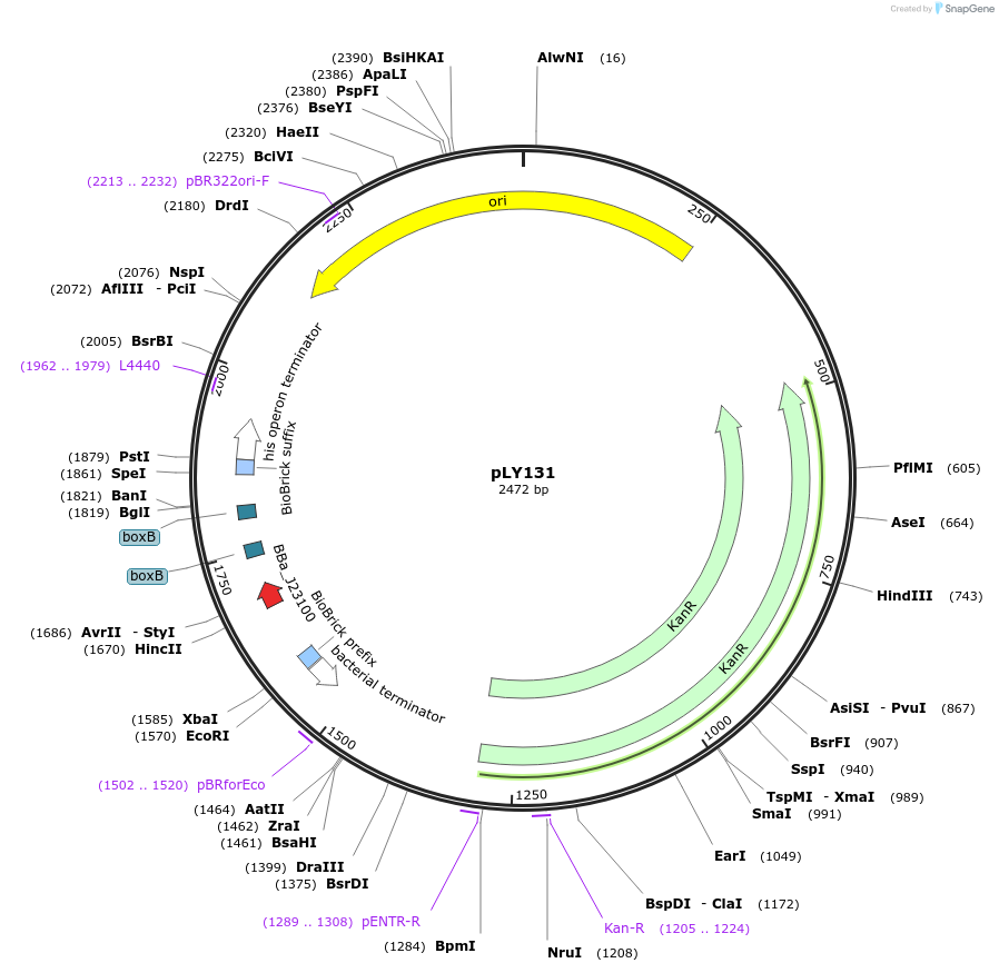 130956-plasmid-map-sequence-id-266875