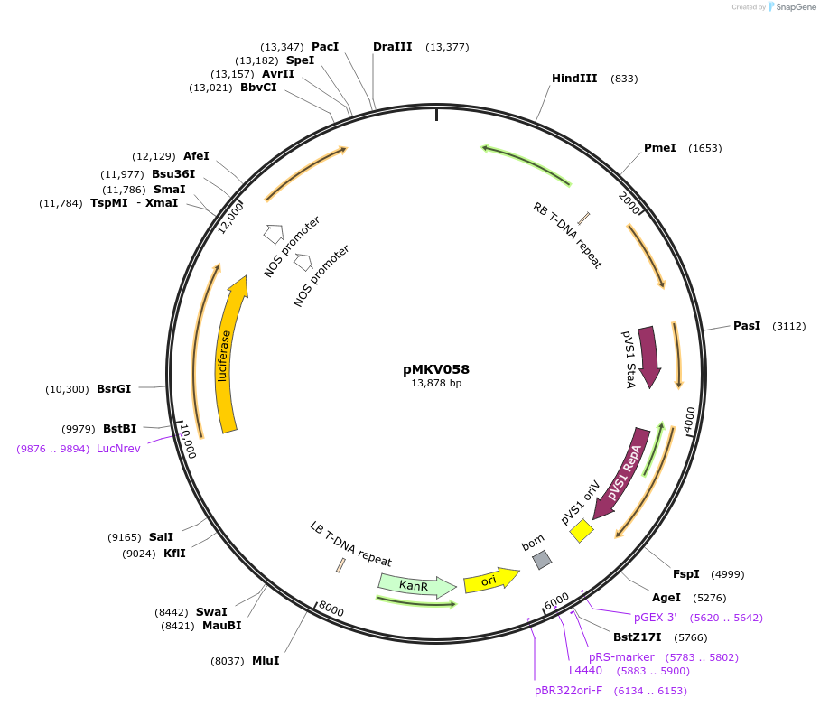 133313-plasmid-map-sequence-id-266879