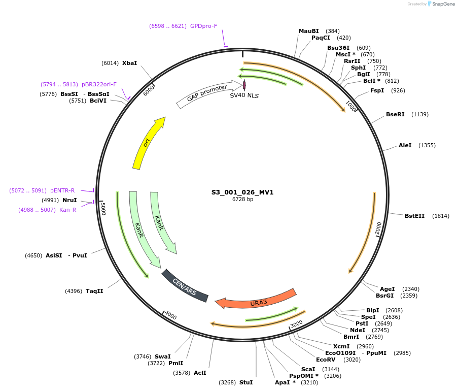 134413-plasmid-map-sequence-id-266880