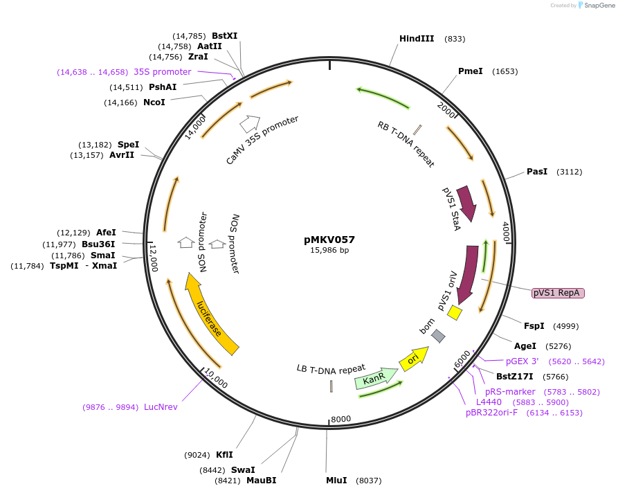 133312-plasmid-map-sequence-id-266883