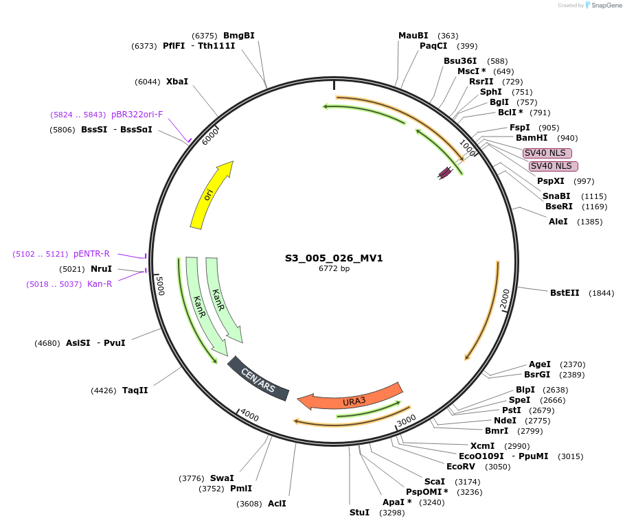 134417-plasmid-map-sequence-id-266884