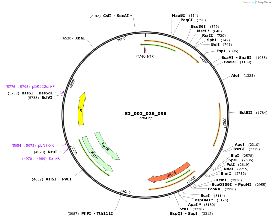 134406-plasmid-map-sequence-id-266888