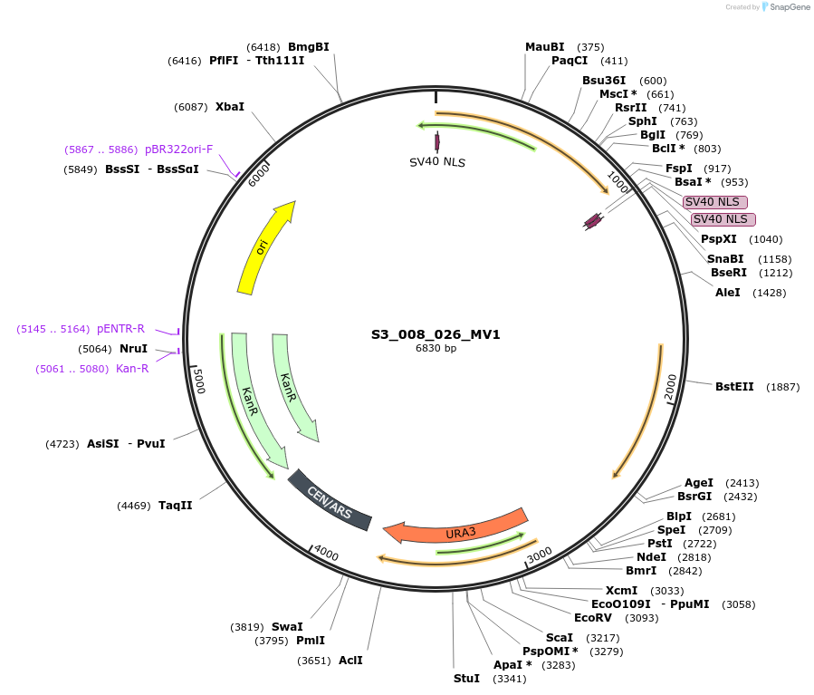 134420-plasmid-map-sequence-id-266898