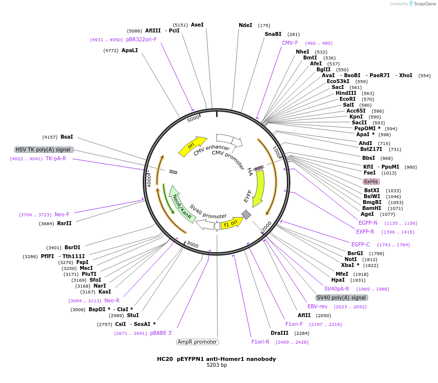 135220-plasmid-map-sequence-id-266901