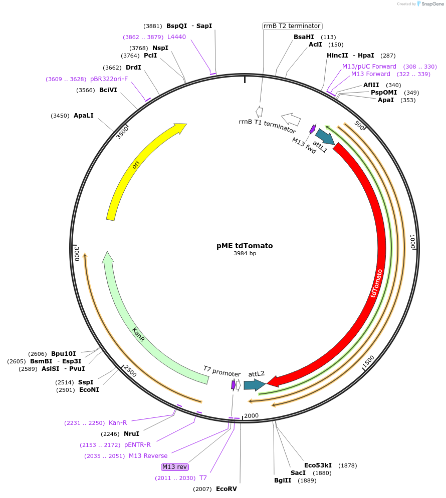 135202-plasmid-map-sequence-id-266902