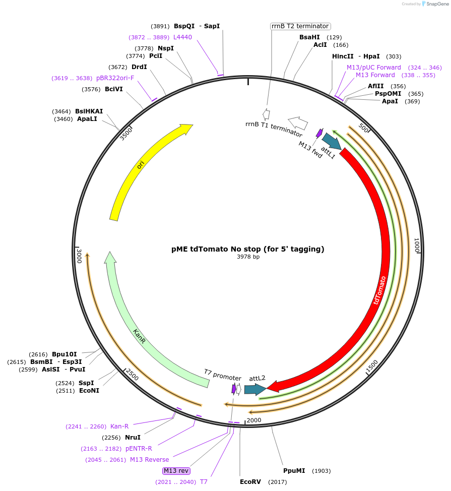 135203-plasmid-map-sequence-id-266904