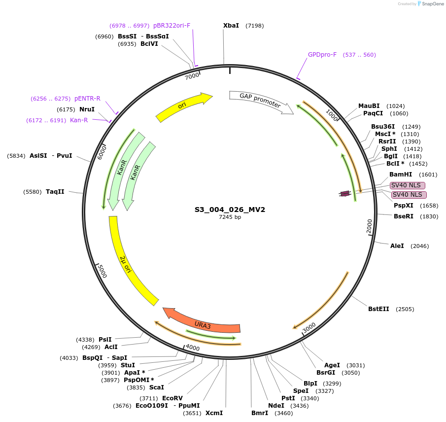 134423-plasmid-map-sequence-id-266907