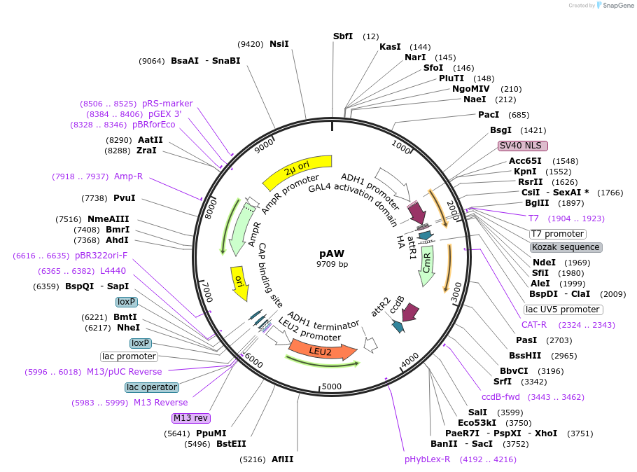 133893-plasmid-map-sequence-id-266958