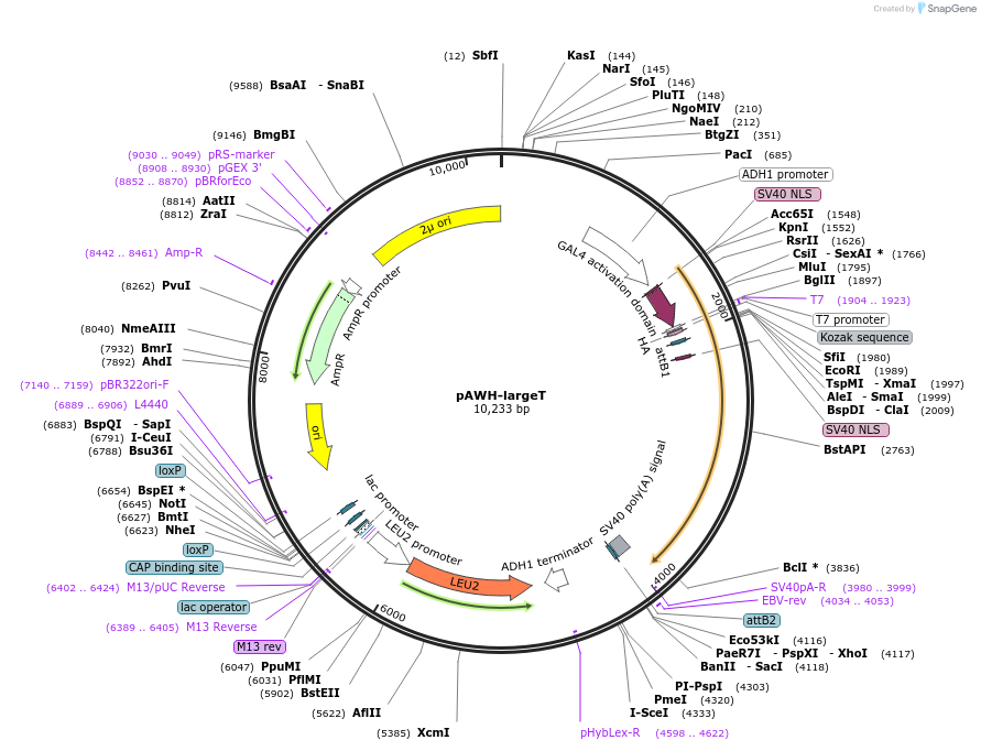 133895-plasmid-map-sequence-id-266967