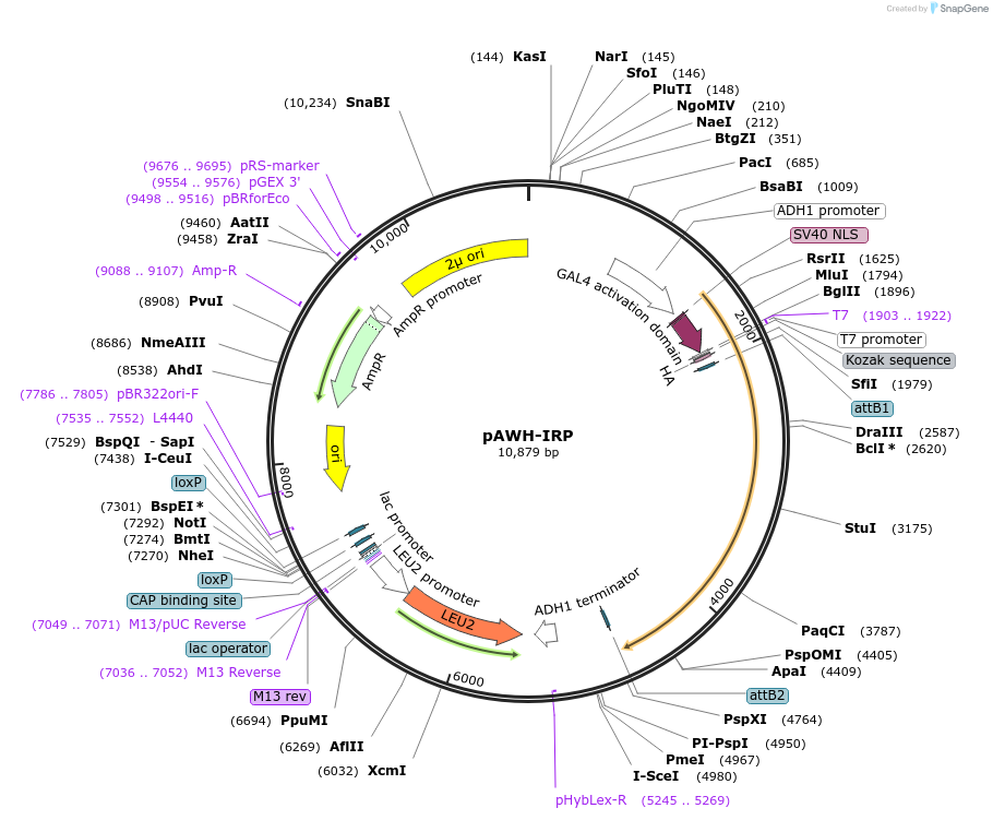 133896-plasmid-map-sequence-id-266969