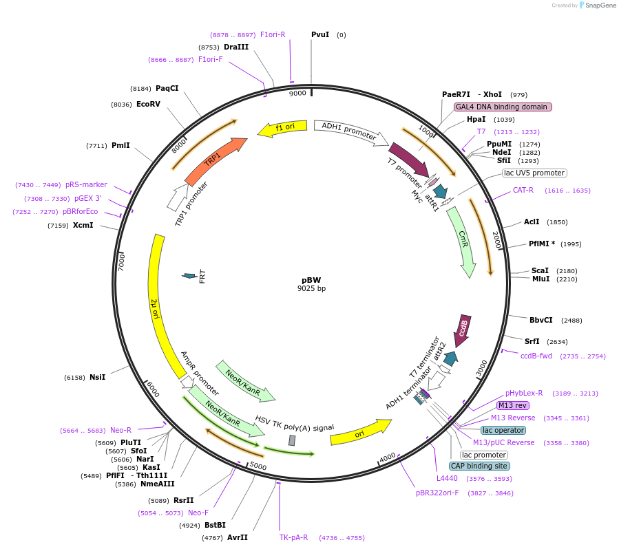 133897-plasmid-map-sequence-id-266981