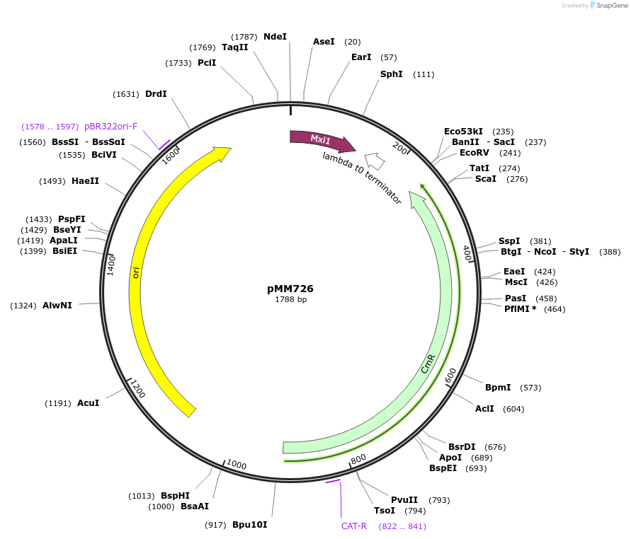 133595-plasmid-map-sequence-id-266996