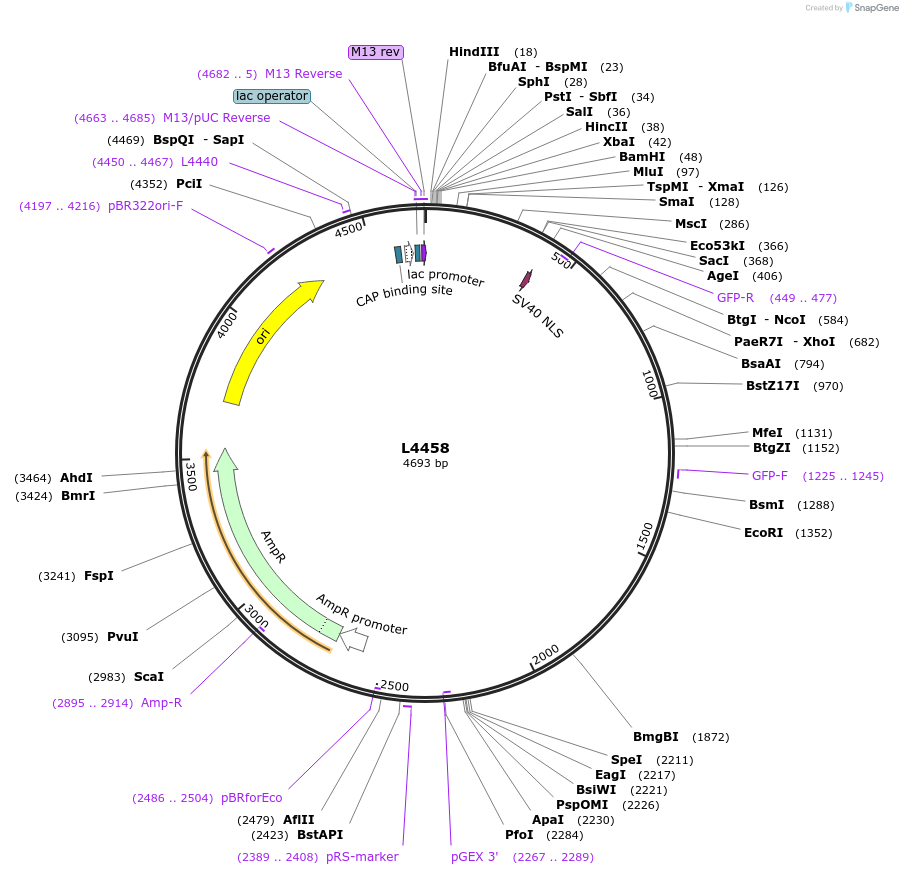 1657-plasmid-map-sequence-id-267