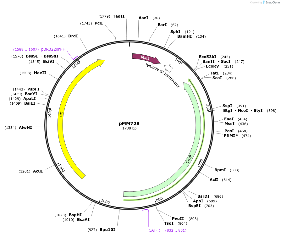 133597-plasmid-map-sequence-id-267004